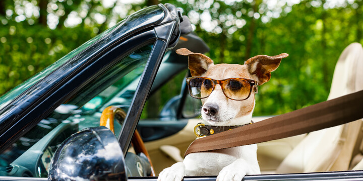 car history check car history check